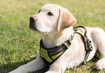 5 Best Practices for Training Service Dogs for Specific Needs